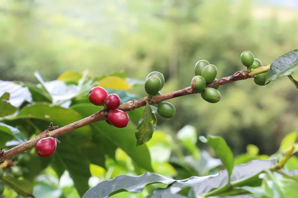 Cành cà phê trĩu quả, quả chín đỏ bóng xen lẫn quả còn xanh