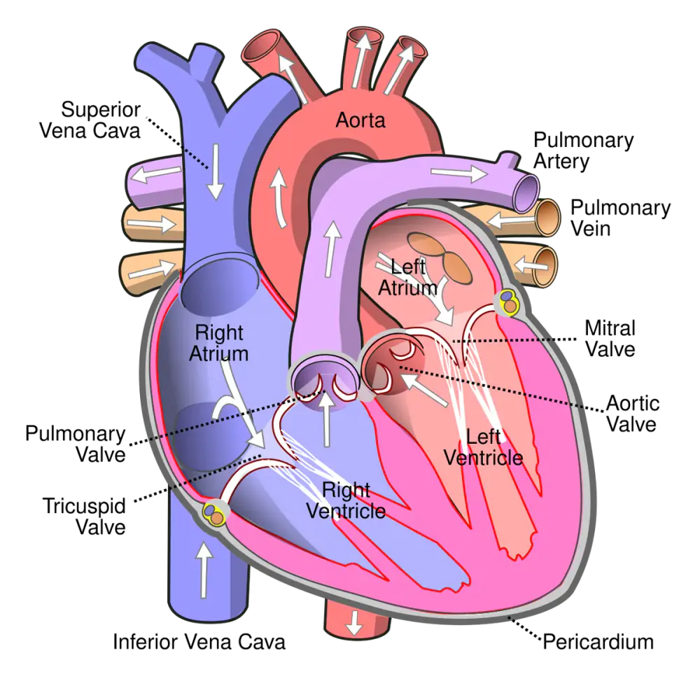 Sơ đồ mặt cắt tim người với hai tâm nhĩ, hai tâm thất, các van tim, động mạch chủ và động mạch phổi